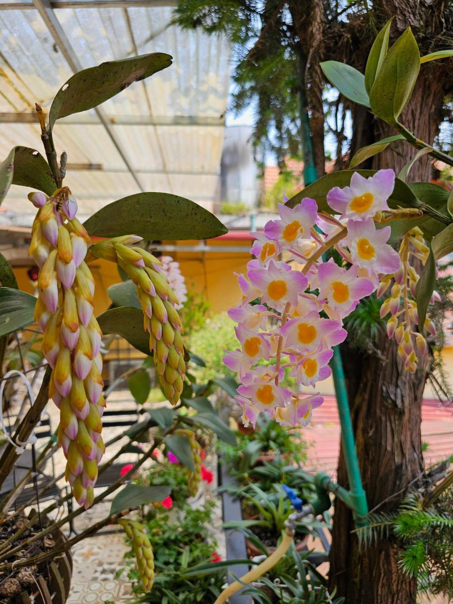 Dang Khoa Garden Inn Homestay Sa Pa Esterno foto