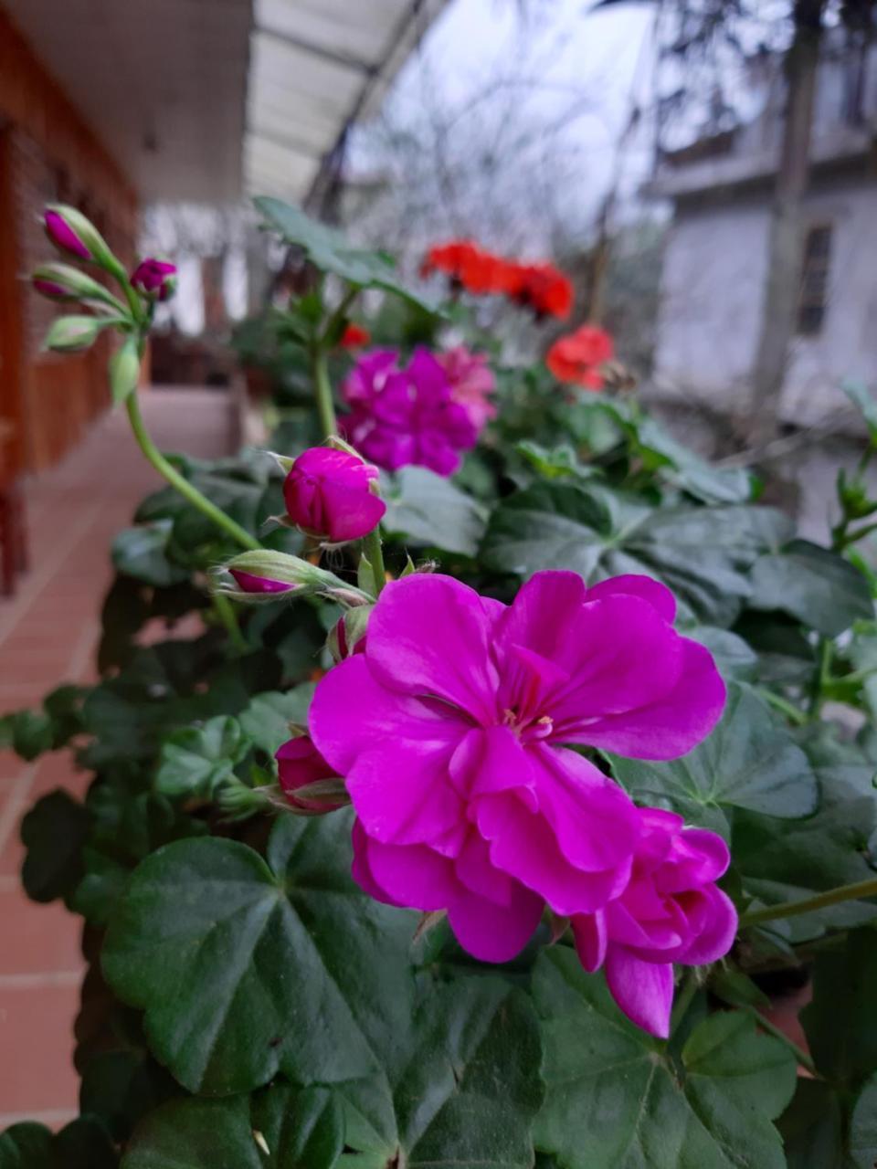 Dang Khoa Garden Inn Homestay Sa Pa Esterno foto