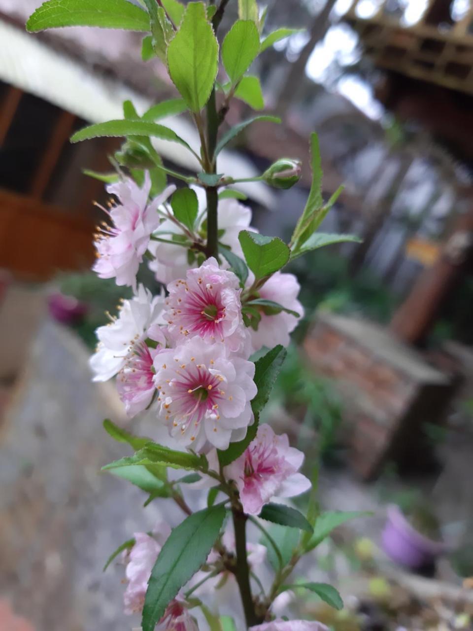 Dang Khoa Garden Inn Homestay Sa Pa Esterno foto